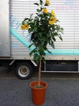 たまには鉢物をご紹介・・・・・｜「花車」　（群馬県伊勢崎市の花キューピット加盟店 花屋）のブログ