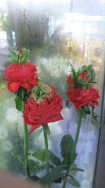 こんなの入荷しました＾＾｜「花車」　（群馬県伊勢崎市の花キューピット加盟店 花屋）のブログ