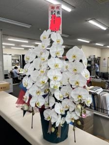 本日のお届け胡蝶蘭です。「花車」（群馬県伊勢崎市の花屋）のギャラリー写真